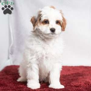 Wesley, Cavapoo Puppy